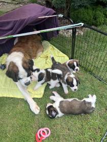 Forest Kingdom Kyras