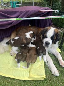 Astrid se štěňatama