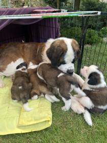 Forest Kingdom Kyras