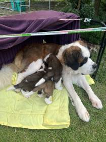 Forest Kingdom Kyras