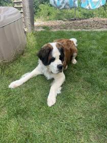 Forest Kingdom Kyras