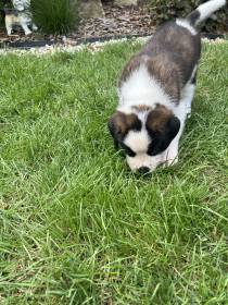 Forest Kingdom Kyras