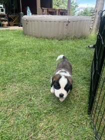 Forest Kingdom Kyras