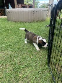 Forest Kingdom Kyras