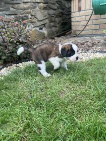 Forest Kingdom Kyras