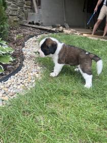 Forest Kingdom Kyras