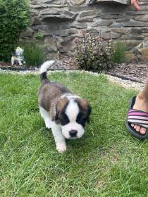 Forest Kingdom Kyras