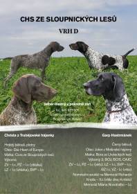 Ze Sloupnických lesů