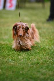 Multi jch& Ch Onyx Gold Madeira