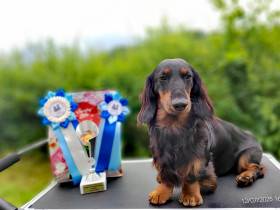 VELSI VIM Changuk - Import Rusko