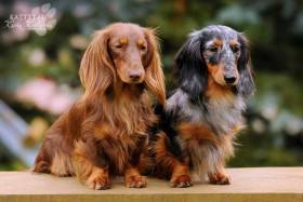 Jch& Ch Emporia & Jch Blackberry