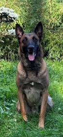 Jobs la Mistero de Montani