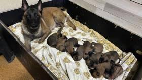 Salvatore Spektare Bohemia