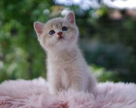 A Felpati Gatti