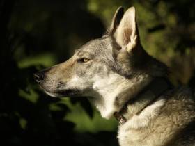 Z Březovské samoty