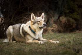 Z Březovské samoty