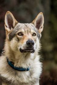 Z Březovské samoty