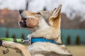 Z Březovské samoty