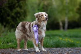 Australský ovčák - Aussieland