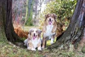 Australský ovčák - Aussieland