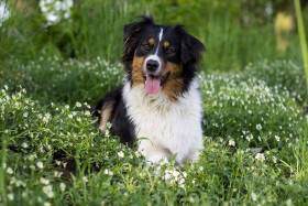 Australský ovčák - Aussieland