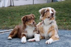 Australský ovčák - Aussieland