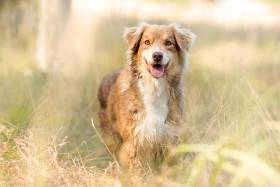 Australský ovčák - Aussieland