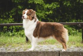 Miniaturní americký ovčák - Aussieland