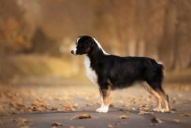 Miniaturní americký ovčák - Aussieland