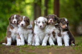 Australský ovčák štěňata - Aussieland