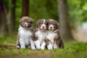 Australský ovčák štěňata - Aussieland