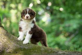 Australský ovčák štěně - Aussieland