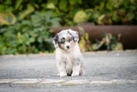 Miniaturní americký ovčák štěně - Aussieland