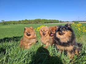 From The Luten Royal Star