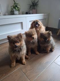 From The Luten Royal Star