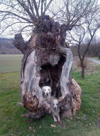 White Fang of Waterfield