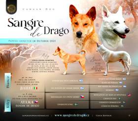 Sangre de Drago