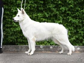 Z Údolí Bílých andělů