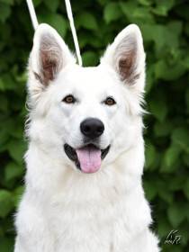 Z Údolí Bílých andělů