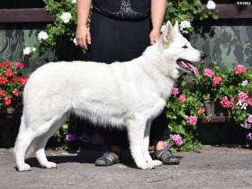 Z Údolí Bílých andělů