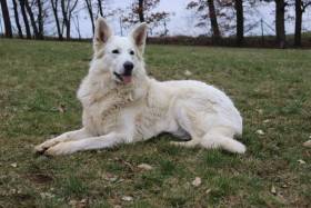 Z Údolí Bílých andělů