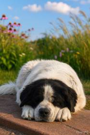 Elsa Ohitika FCI ♥️