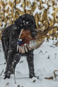 Od Lomeckých strání