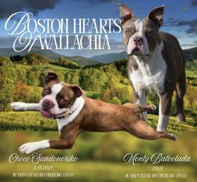 Boston Hearts of Wallachia