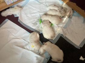 Z Akátového světa