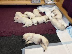 Z Akátového světa