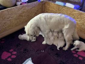 Z Akátového světa