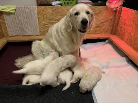 Z Akátového světa