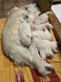 Z Akátového světa