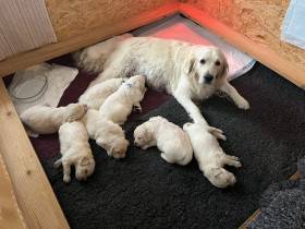 Z Akátového světa